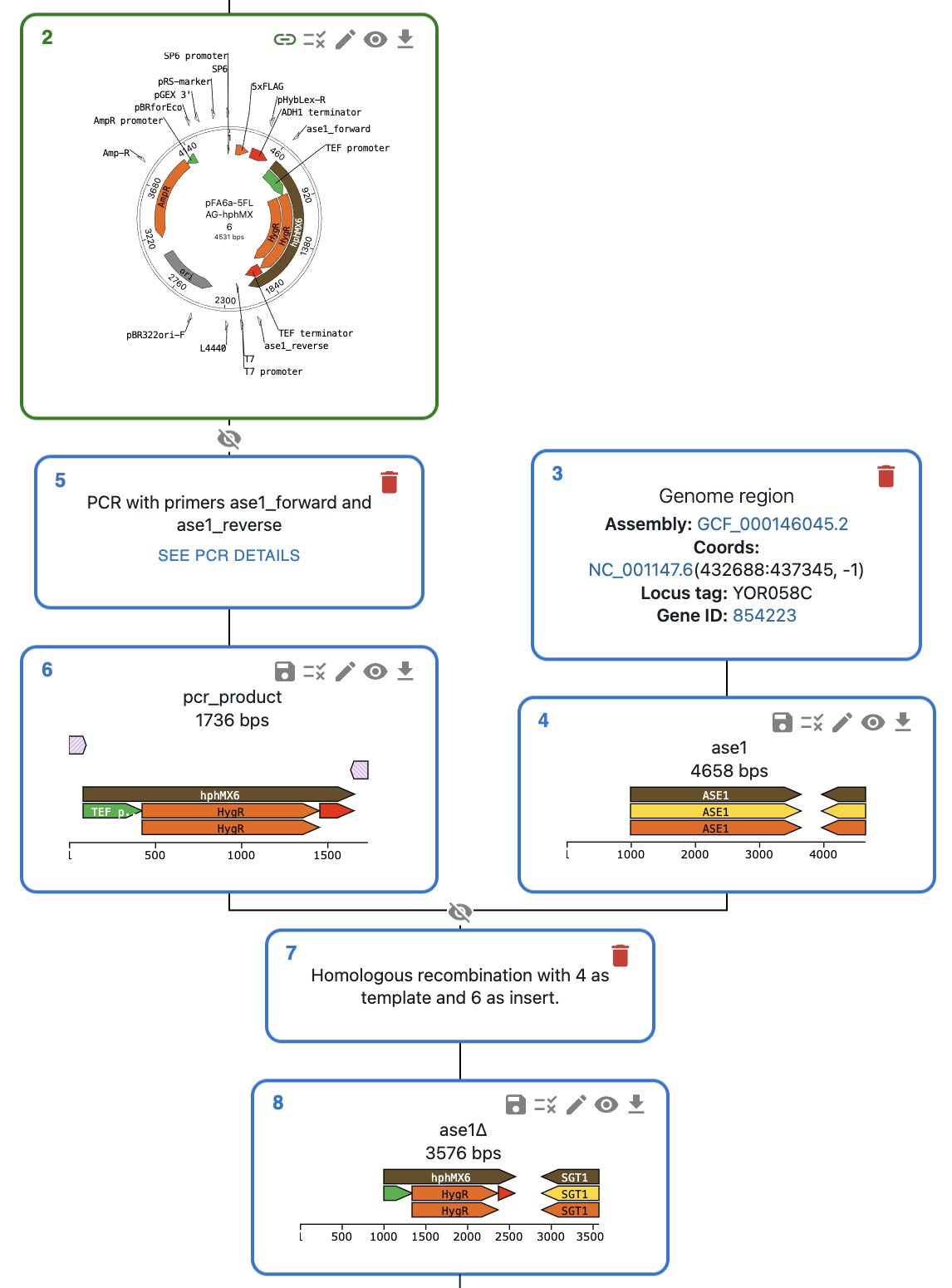 _images/homologous-recombination.png